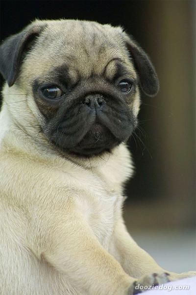 //Cachorritos de Carlino Pug de 1ª Calidad//