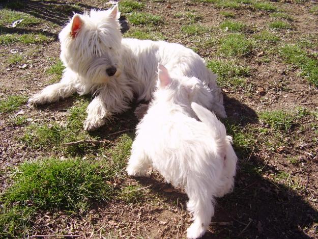 Cachorritas westie hijas de multicampeón