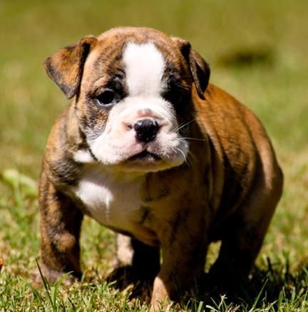 CACHORROS DE BULLDOG INGLES