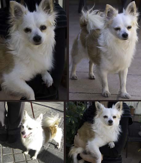 Cruce de chihuahua y pomerania en ADOPCION