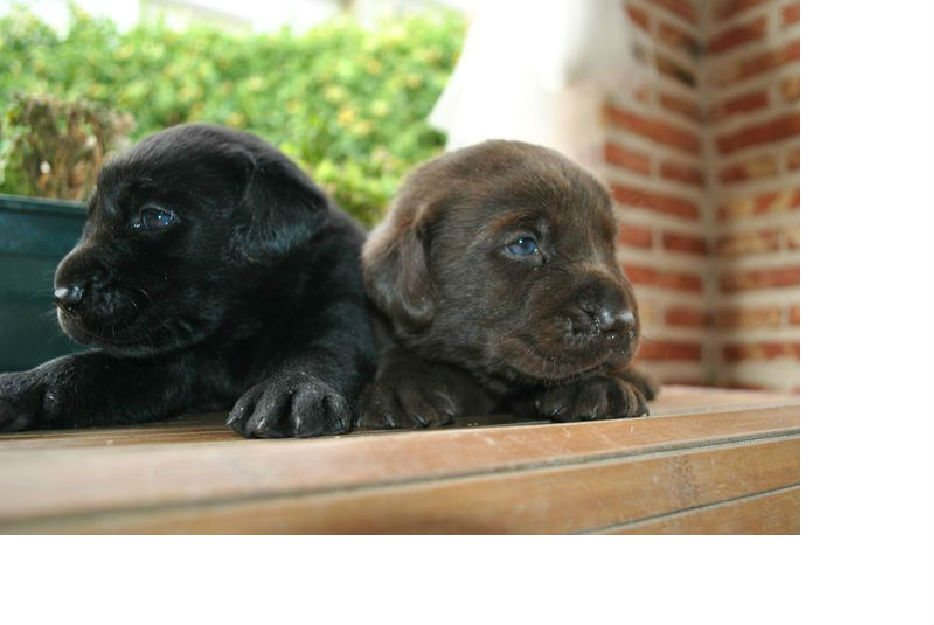 Espectacular Camada de Labradores Retriever