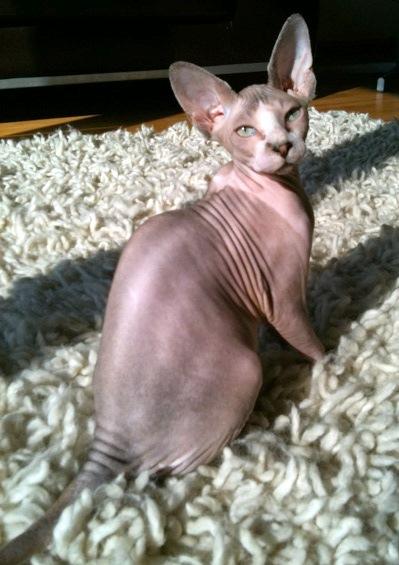 Gatita Sphynx