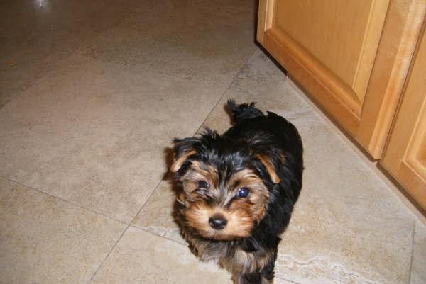 Hermosos cachorros yorkshire terrier -