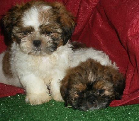 LOS MAS SIMPATICOS CACHORROS DE SHIH TZU