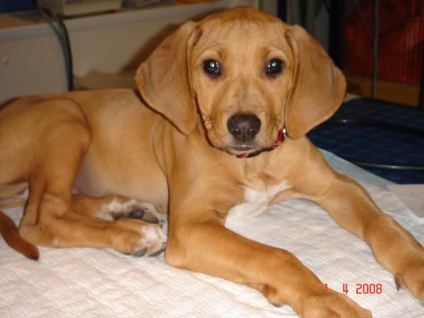 PROXIMA CAMADA DE RHODESIAN RIDGEBACK