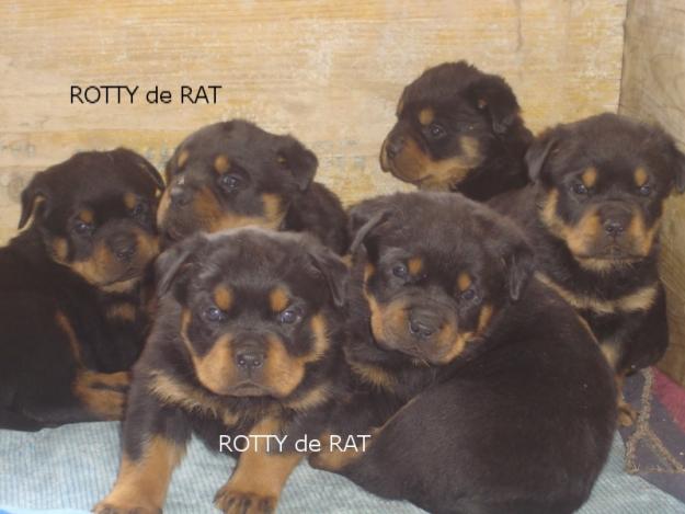 rottweiler