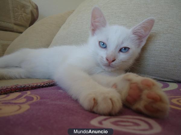 se regalan 2 gatos angora con 5 mese