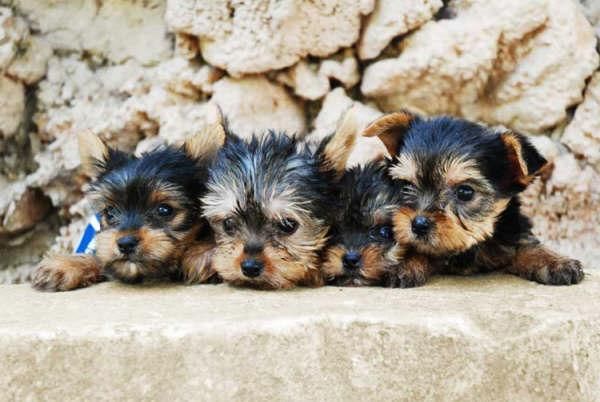 Yorkshire, cachorros increibles