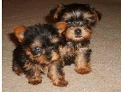 achorritas yorkshire terrier pura rasa(precio a convenir)