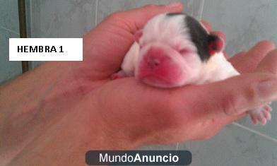 CACHORRITOS BULLDOG FRANCES RECIEN  NACIDOS