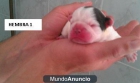 CACHORRITOS BULLDOG FRANCES RECIEN NACIDOS - mejor precio | unprecio.es