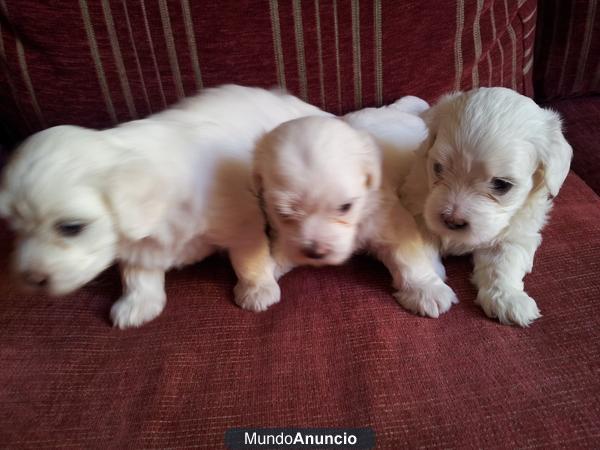 cachorros bichon maltes