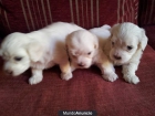 cachorros bichon maltes - mejor precio | unprecio.es