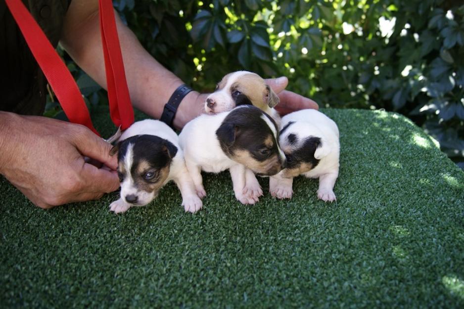 Jack Russell machos y hembras nacionales