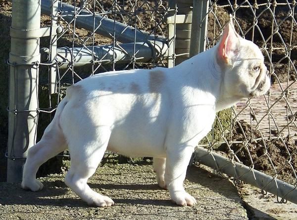 la espera de una nueva casa - cachorros de Bulldog francés.