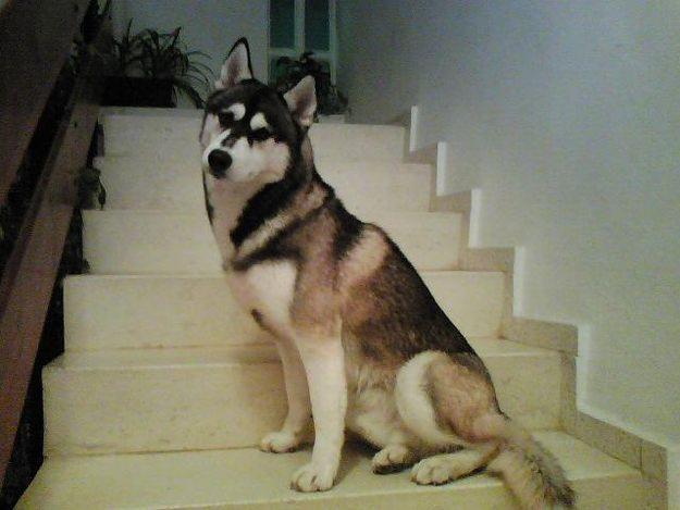 Se ofrece magnífico macho de Husky Siberiano para montas.