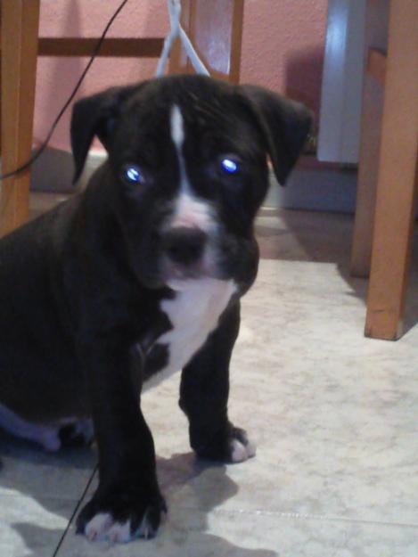 se vende ultimo cachorro de american staffordshire