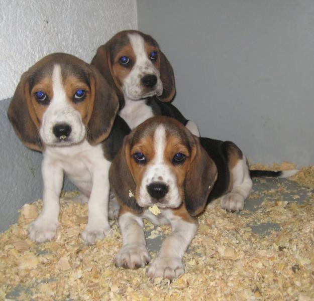 BEAGLES TRICOLOR EXCELENTE MORFOLOGIA EN MADRID 299€ CON PEDIGREE