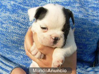 BULLDOG FRANCES MACHO CON PEDIGREE NACIONAL