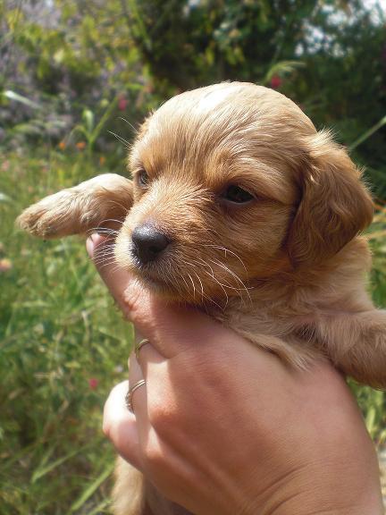 Cachorro tamaño pequeño en un futuro