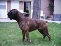 excelente boxer busca novia