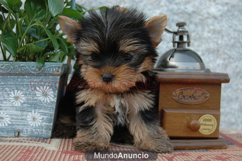 PEQUEÑISIMOS YORKSHIRE TERRIER TOY (CACHORROS MINI) 90 EUR