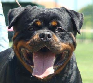 PRECIOSOS CACHORROS ROTTWEILER