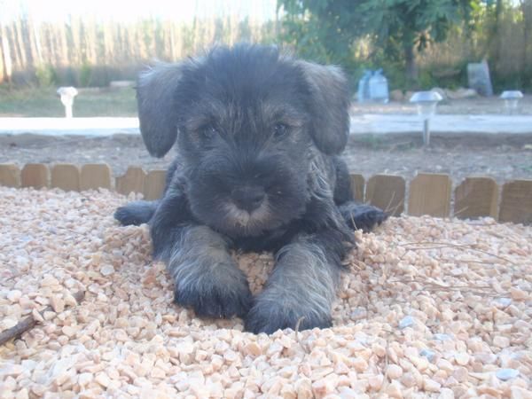 Schnauzer mini saly pimienta con Loe