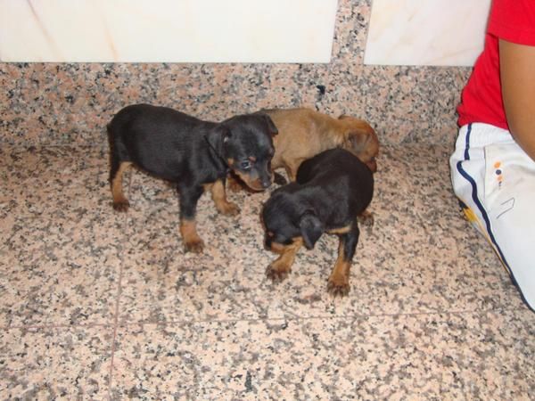 vender pinscher