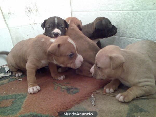 vendo dos cachorros de american pitbull a 200euros