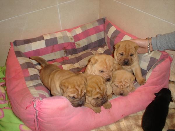 venta de cachorros shar-pei