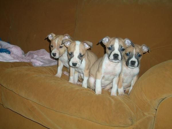 4 ultimas cachorritas de American Staffordshire Terrier