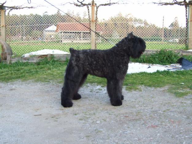 BOUVIER DE FLANDES.DO PALLEIRO