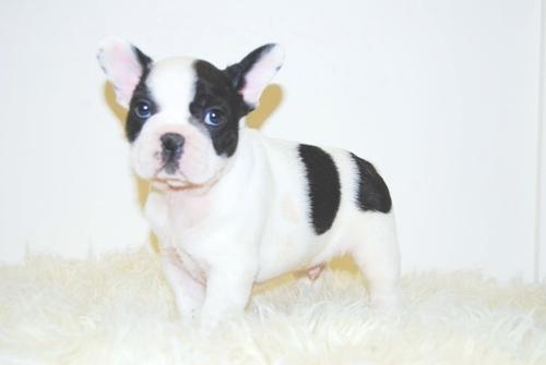 Bulldog Frances en color vaquita cachorros de dos meses