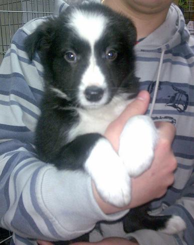 Cachorrita de border collie