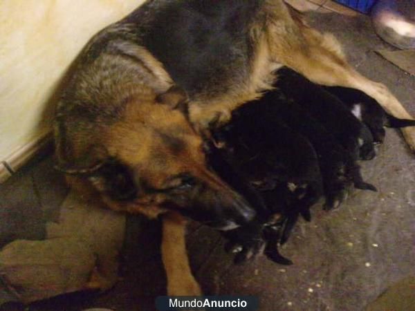 cachorritos de pastor aleman ya vacunados