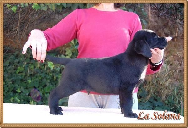 Cachorro de Labrador Retriever de La Solana, criador especializado