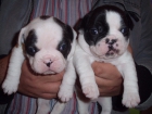 Cachorros bulldog frances(vigo,pontevedra) - mejor precio | unprecio.es