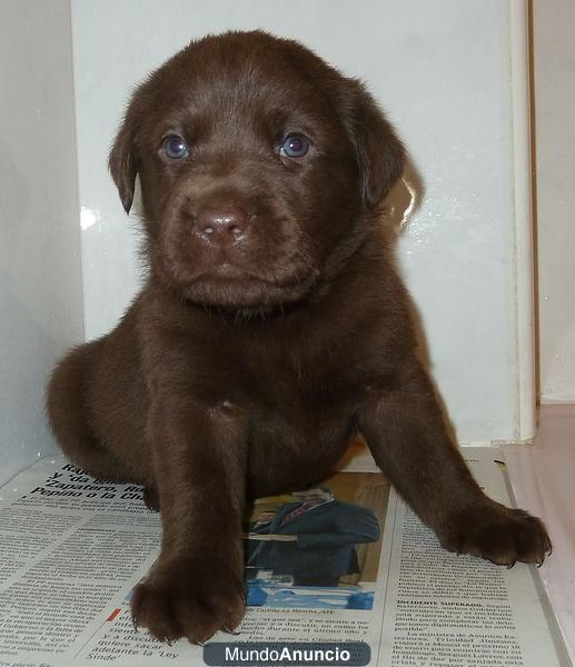 Espectacular camada Labrador Retriever Chocolate