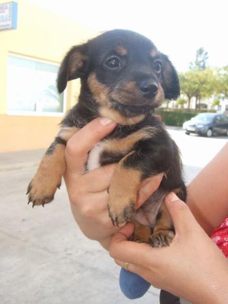 LOBITA y DORAEMON, un mesecito, tamaño peque.Se dan en adopcion.Cordoba o Madrid.