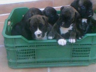 Vendo cachorros de boxer