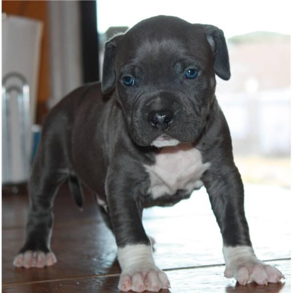 American pitbull cachorro