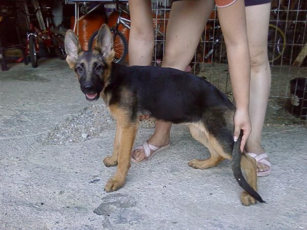 cachorras de pastor aleman