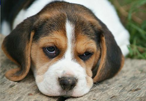 Cachorros Beagle tricolor pedigree