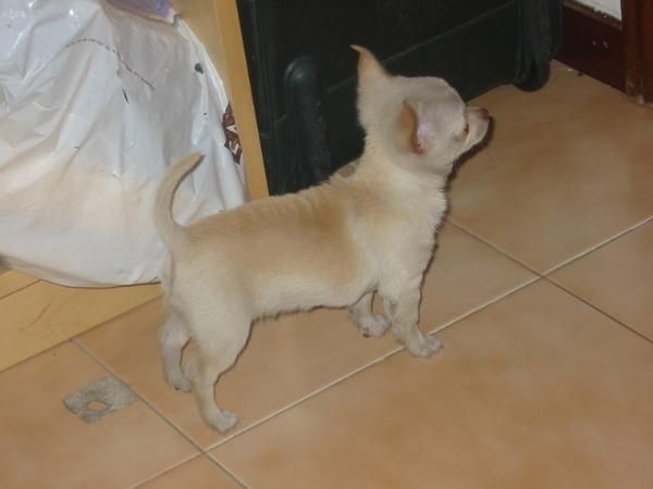 Chihuhua cachorro de tres meses,pedigree.