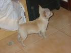 Chihuhua cachorro de tres meses,pedigree. - mejor precio | unprecio.es