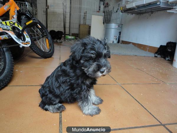 Excelente camada de schnauzer mini negro y plata