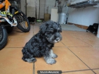 Excelente camada de schnauzer mini negro y plata - mejor precio | unprecio.es