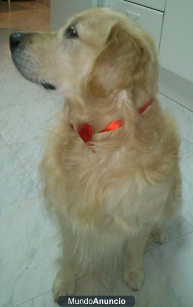 Golden retriever busca novia formal