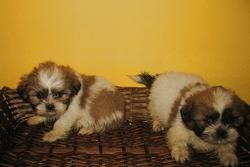 SHIH TZU CON CHIP 290